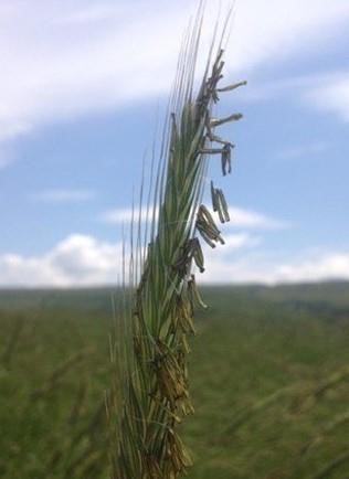 cereal-rye-termination