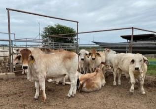 Brahman steers near the conclusion of the finishing phase are in a pen at Bryan-College Station facilities. 