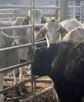 Angus and Brahman steers are penned at the Texas A&M AgriLIfe Research and Extension Center at Overton to collect growth data during the grazing phase of the project.  
