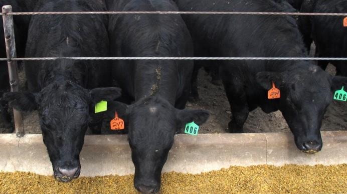 Feedlots Surprised By Placements In On Feed Reports, Derrell Peel Considers The Market's Reaction