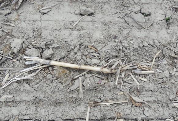 Soybean seedlings pushing through soil.