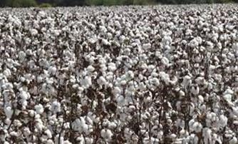 cotton-harvesting