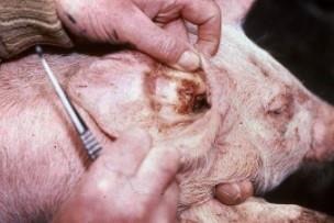 Controlling and Eliminating Mange Mite Infections in Pigs
