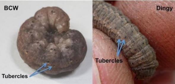 Black cutworm (left) can be distinguished from other larvae, such as dingy cutworm (right), by the dark tubercles along their bodies. For black cutworm, the tubercles nearest the head on each segment are about 1/3 the size of the tubercle closest to the rear. Corresponding tubercles on dingy cutworm are about the same size. Photos by Adam Sisson.