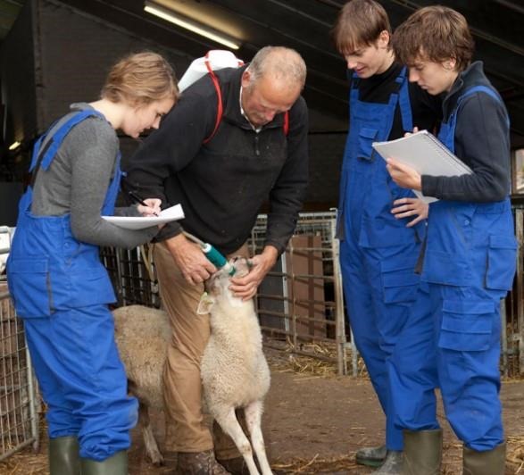 Three young trainees shadowing a veterinarian administering a deworming agent in a sheep.