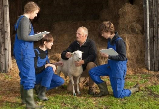 Three young trainees shadowing a veterinarian during a sheep examination.