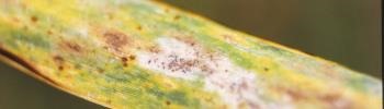 Figure 1. Signs and symptoms associated with powdery mildew on a wheat leaf.
