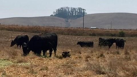 Drought pushes California farmers and ranchers to adapt to a drier future