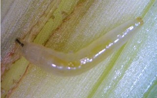 Figure 3. Wheat stem maggot larva. Courtesy: Justin McMechan, University of Nebraska Extension