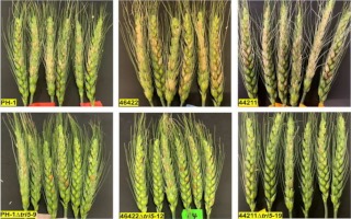 Fusarium head blight (FHB) symptoms in wheat heads dip-inoculated with Fusarium graminearum ∆tri5 mutants and t