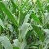 Video: Ag Minute - Early Corn Maturity