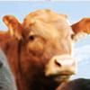 Cattle Market Analysis - Shane Ellis