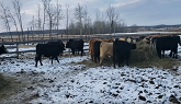 New Heifers and Hauling Bales