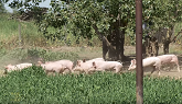 Free Range Hog Farm