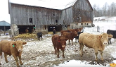 Grass Fed Beef Farming in Ontario, Canada
