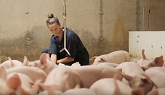 Animal Care - Ontario Pork