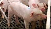 Preparing Piglets for Weaning