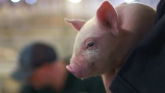 Animal Care: Smithfield Foods Sustain...