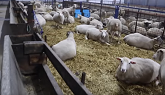 Lambing on Christmas Day