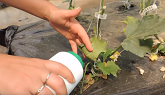 USING NATURAL INSECT CONTROL FOR OUR CUCUMBER PLANTS