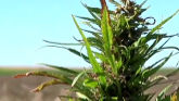 Colorado and the State of Hemp Production