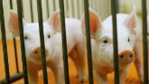 Evaluating the piglet grimace scale a...