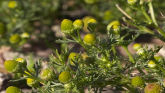 Weed of the Week - Pineapple Weed