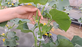 HOW TO PRUNE CUCUMBER PLANTS FOR BEST...