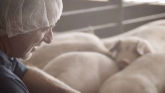 Animal Care on Pig Farms: Morris Murp...