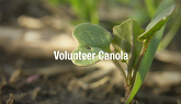 New Command Charge Herbicide - Powerful Pre-seed Weed Control in Canola