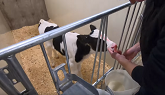 Feeding Calves in New Calf Barn