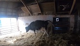 BREECHED! Wild Heifer Has Trouble Cal...