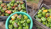 NOVEMBER, LAST PEPPER AND CHERRY TOMATO HARVEST