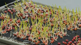 Saturated Cold Germination Test