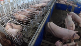 Swine Herd Health Basics