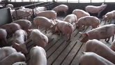 A Look Inside A Pig Barn and the Safety of U.S. Food