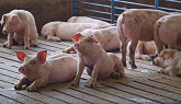 Tyson Fresh Meats Pork Production – From Farm to Fork