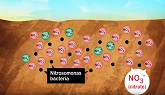 Protect Nitrogen in Your Soil - Eastern Canada
