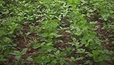 Authority® 480 herbicide - extended broadleaf control and sound resistance management