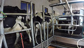 Canadian Dairy Farmer Milking in a He...