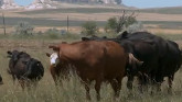 Cow/Calf Costs - Aaron Berger