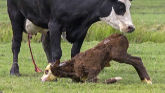 Cow-Calf Corner - Stage 2 of Calving