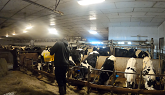 Dairy Farming in Canada: First Major Snowfall