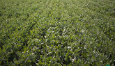 Authority® Supreme – your next line of defence against grasses, broadleafs & resistance in soybeans.