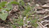 Weed of the Week - Russian Thistle