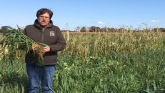 Rye Grass as a Cover Crop