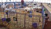 SHEEP FARMING 101 (FEEDING TIME & MORE!)