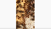 Honey bee hive Ontario