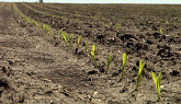 Robust fungicide seed treatment protection on your Pioneer® brand seed corn