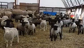 Chubby Lambs Daily Exercise Routine